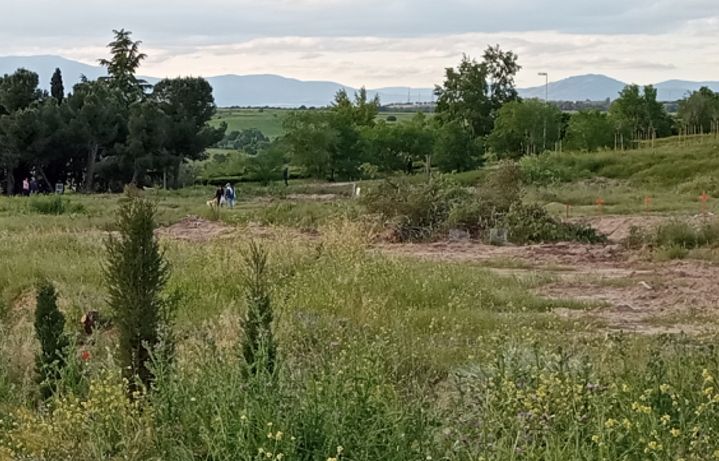Bosque arrasado